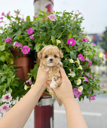 Maltipoo - Zoey(Male) - Beautiful puppy teacup puppy with adorable features available for adoption from Velydog