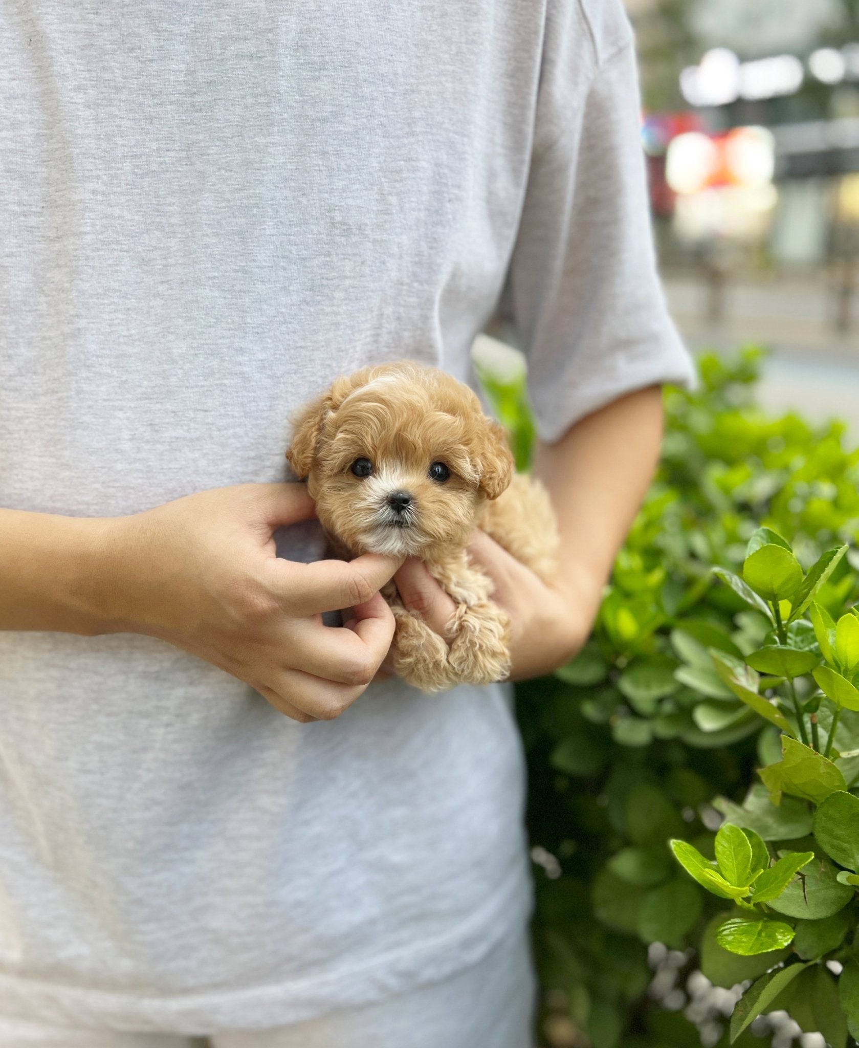 Maltipoo - Zoey(Male) - Beautiful puppy teacup puppy with adorable features available for adoption from Velydog