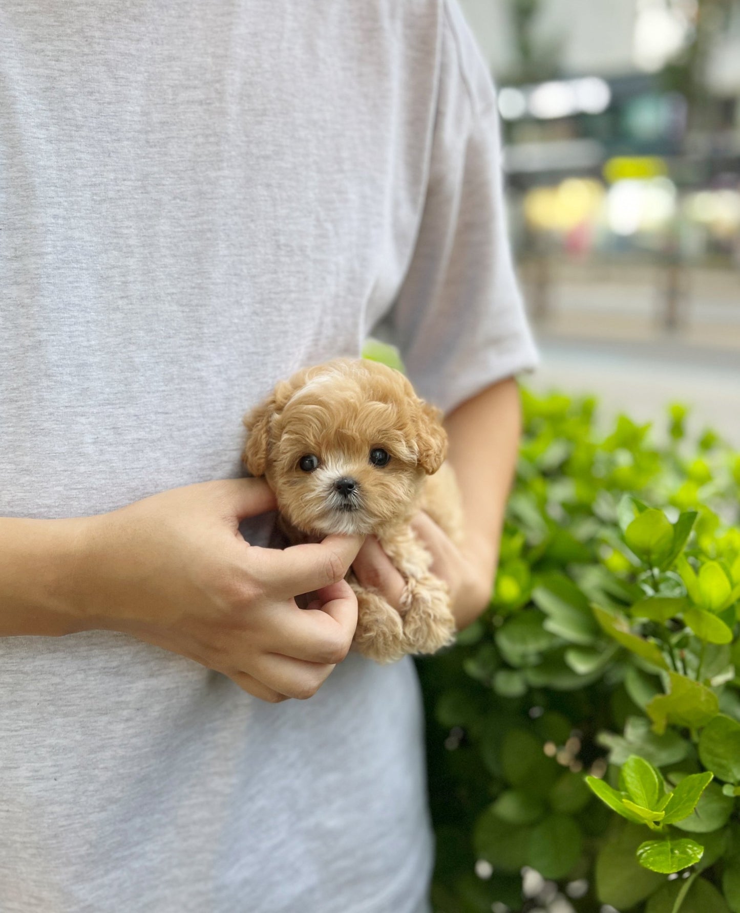 Maltipoo - Zoey(Male) - Beautiful puppy teacup puppy with adorable features available for adoption from Velydog