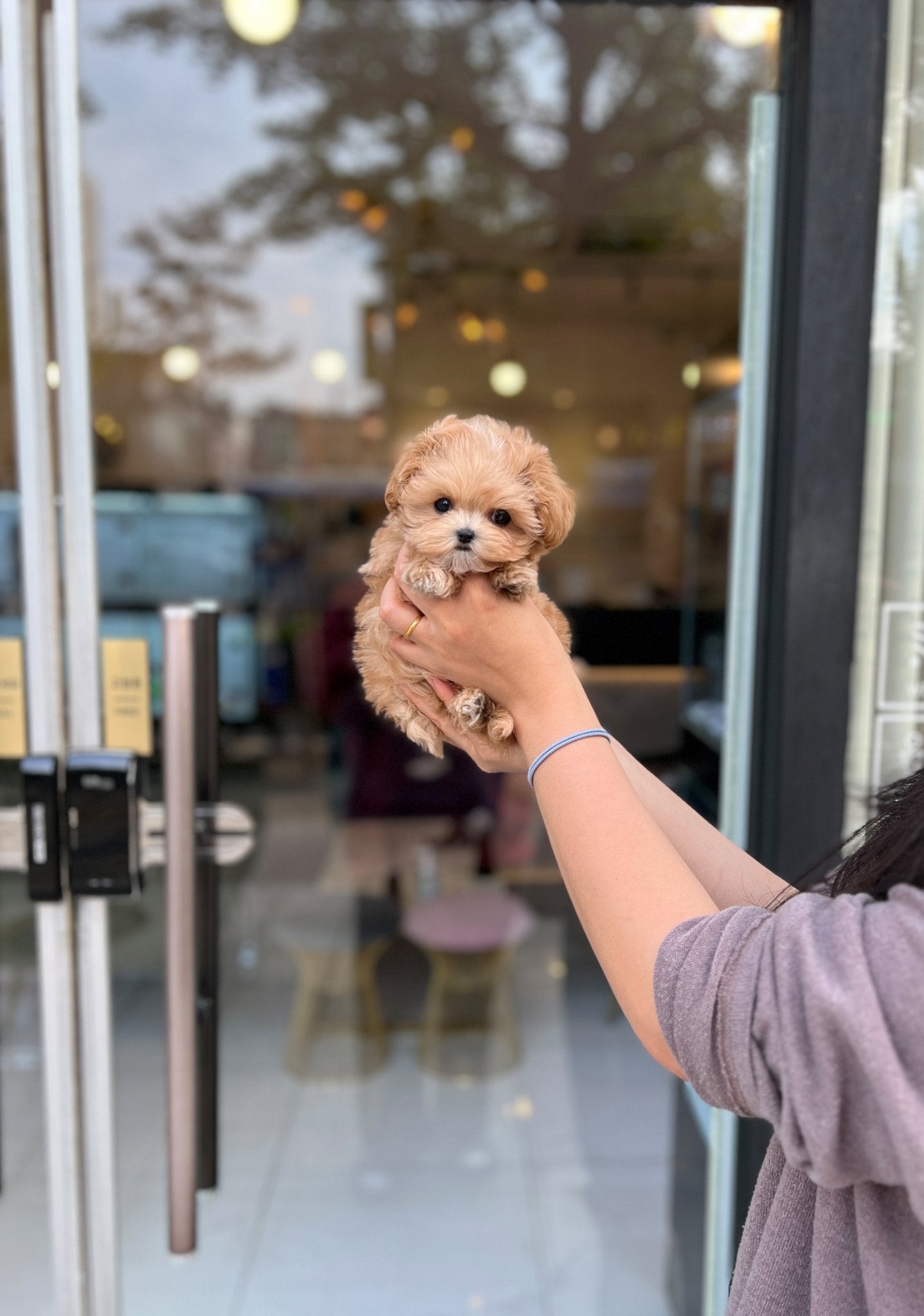 Maltipoo - Zoro(Male) - Beautiful puppy teacup puppy with adorable features available for adoption from Velydog