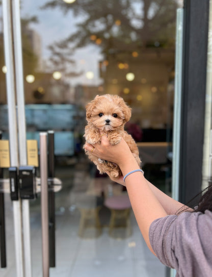 Maltipoo - Zoro(Male) - Beautiful puppy teacup puppy with adorable features available for adoption from Velydog