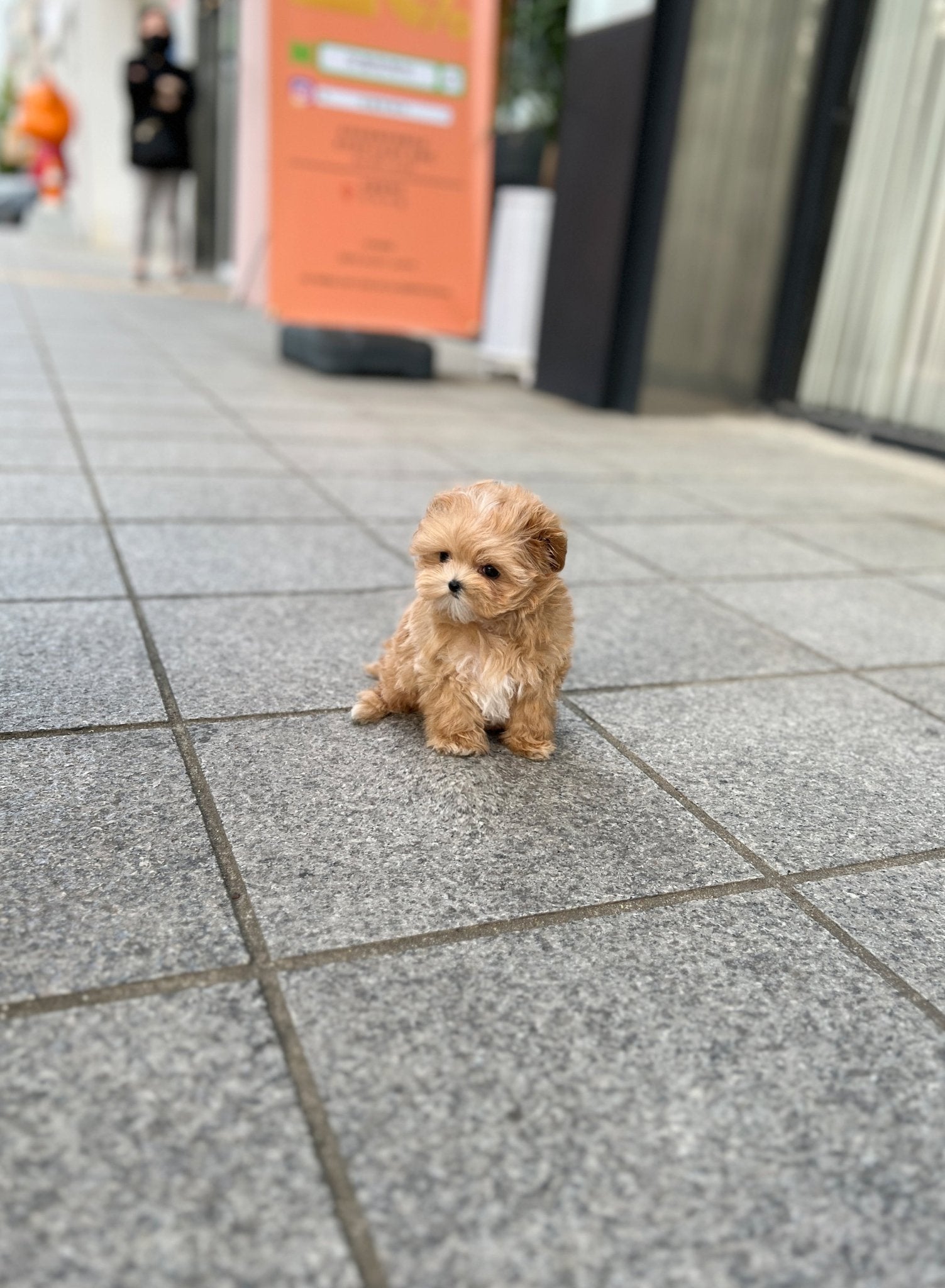 Maltipoo - Zoro(Male) - Beautiful puppy teacup puppy with adorable features available for adoption from Velydog