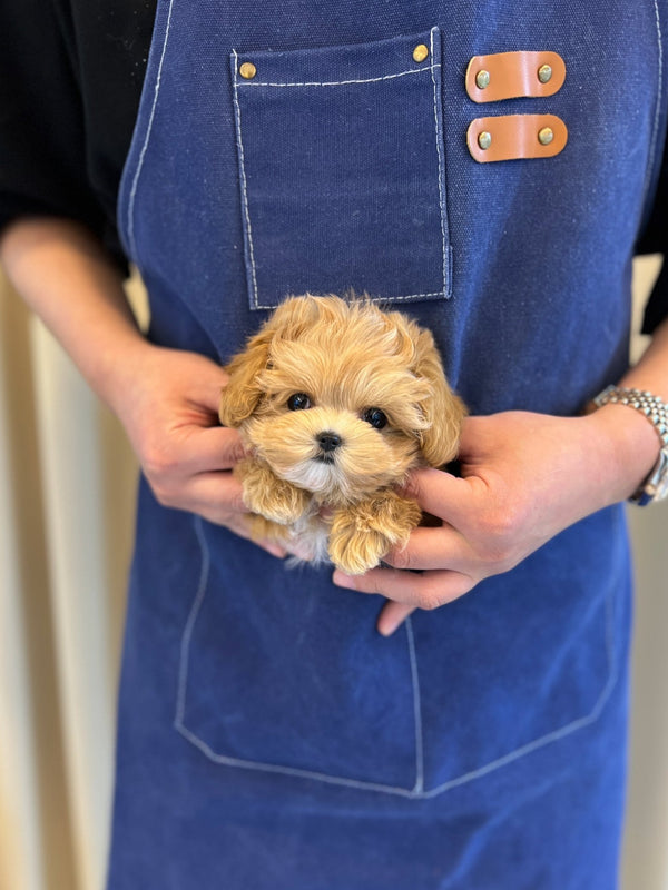 Maltipoo - Zoro(Male) - Beautiful puppy teacup puppy with adorable features available for adoption from Velydog