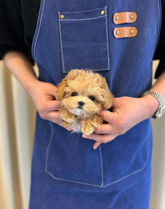 Maltipoo - Zoro(Male) - Beautiful puppy teacup puppy with adorable features available for adoption from Velydog