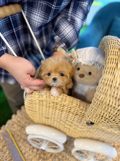 Maltipoo - Zuzu(Female) - Beautiful puppy teacup puppy with adorable features available for adoption from Velydog