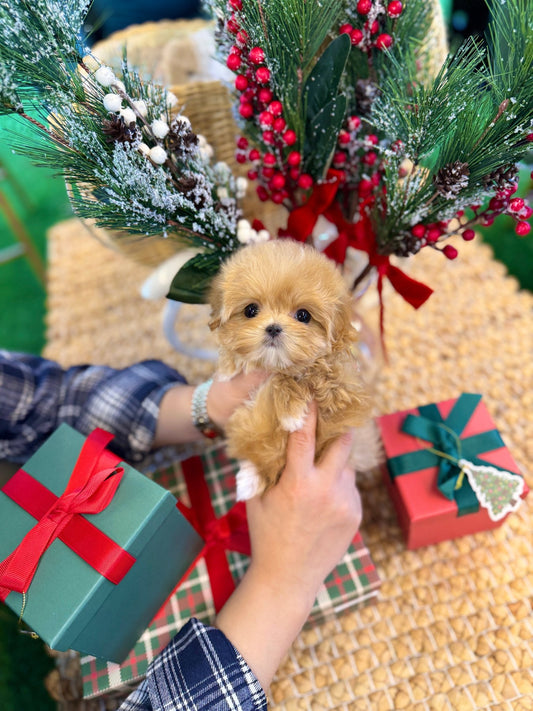 Maltipoo - Zuzu(Female) - Beautiful puppy teacup puppy with adorable features available for adoption from Velydog