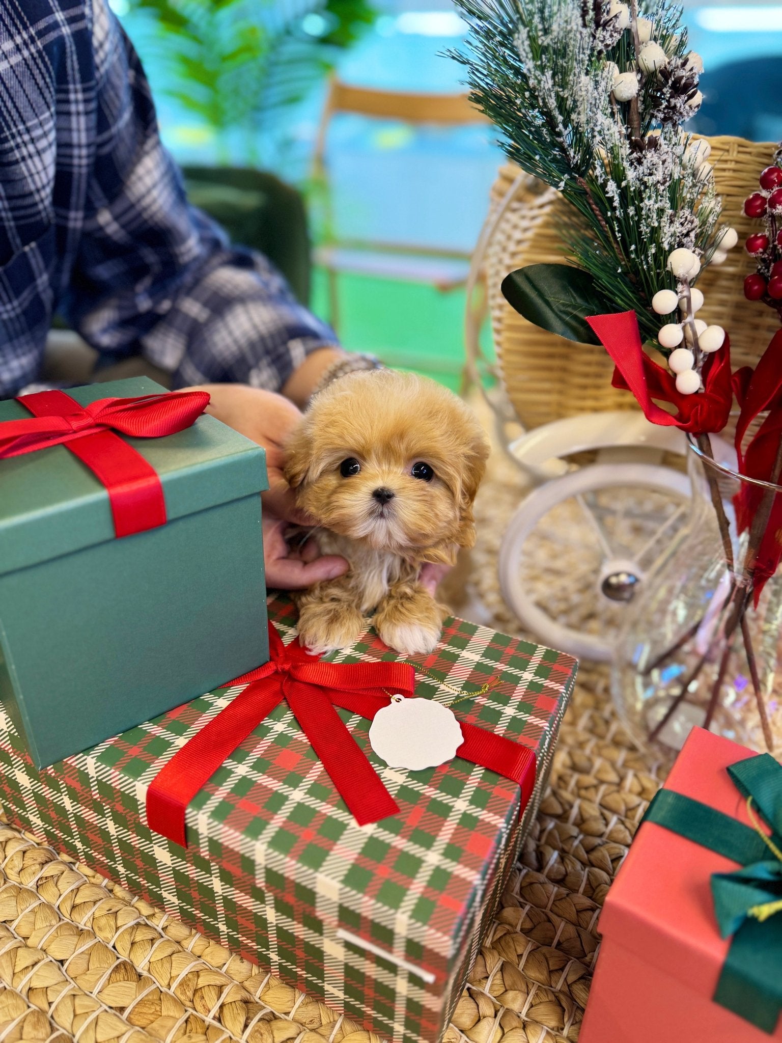 Maltipoo - Zuzu(Female) - Beautiful puppy teacup puppy with adorable features available for adoption from Velydog