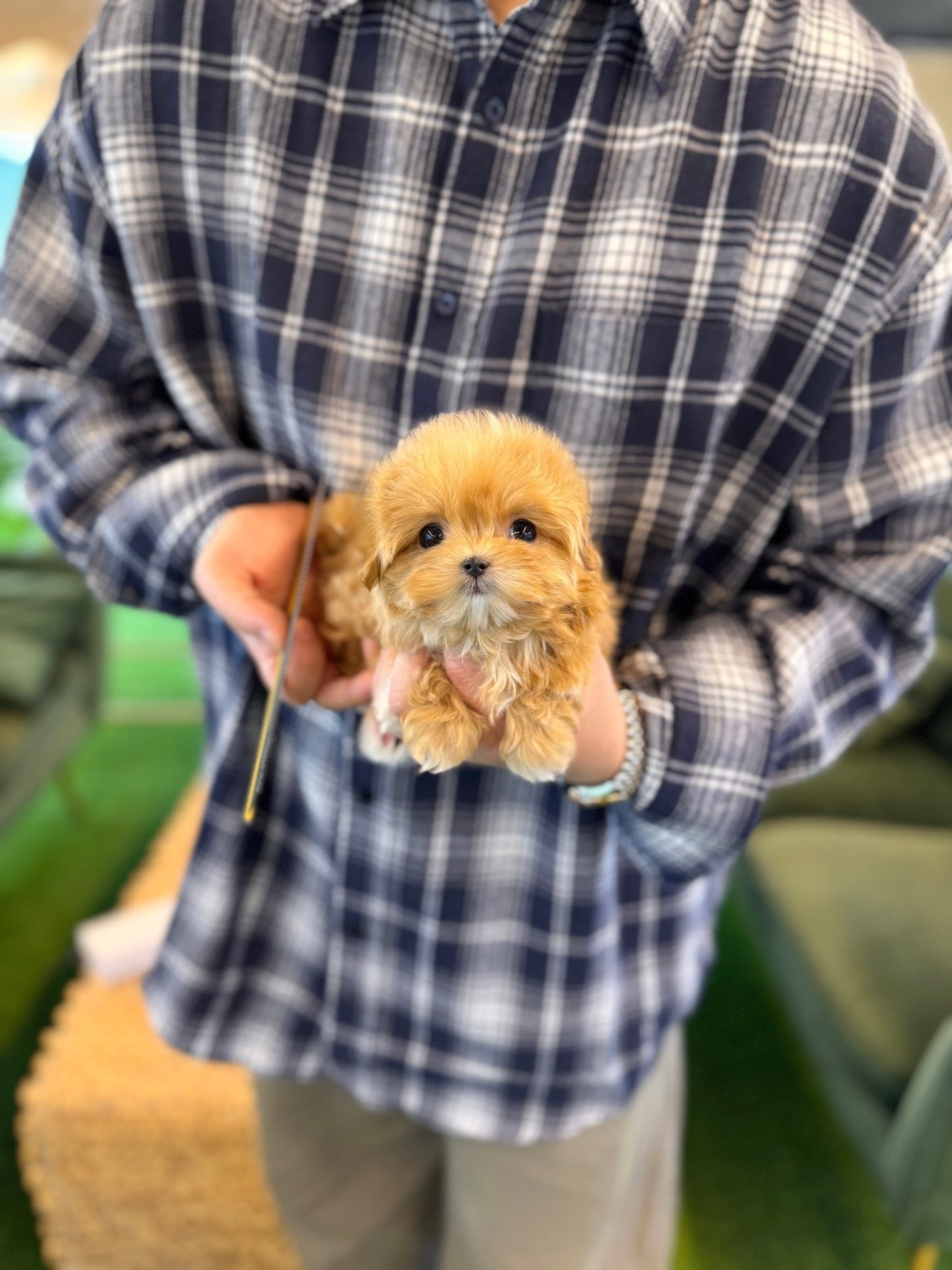 Maltipoo - Zuzu(Female) - Beautiful puppy teacup puppy with adorable features available for adoption from Velydog