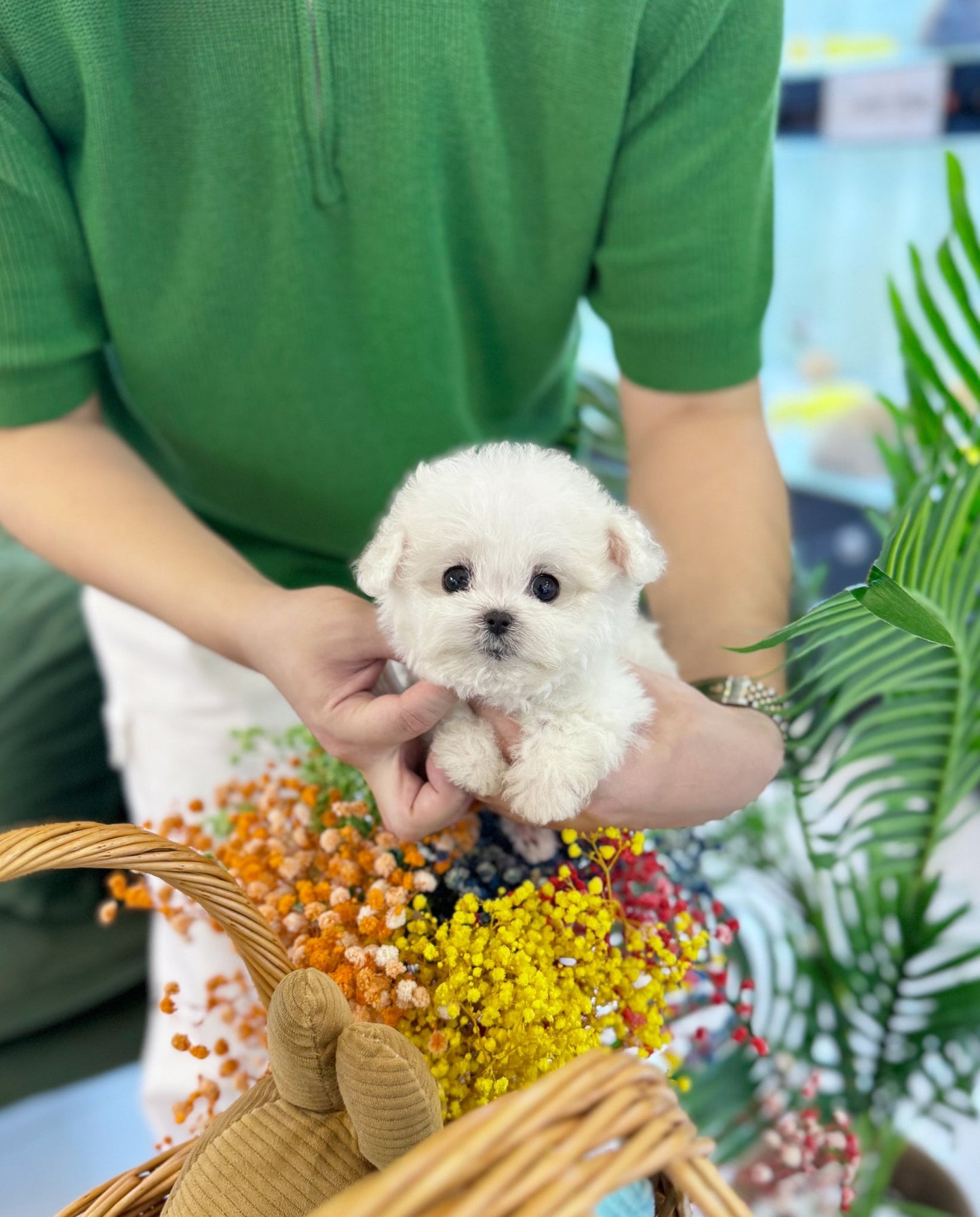 Mini Bichon Frise - Arong(Female) - Beautiful puppy teacup puppy with adorable features available for adoption from Velydog