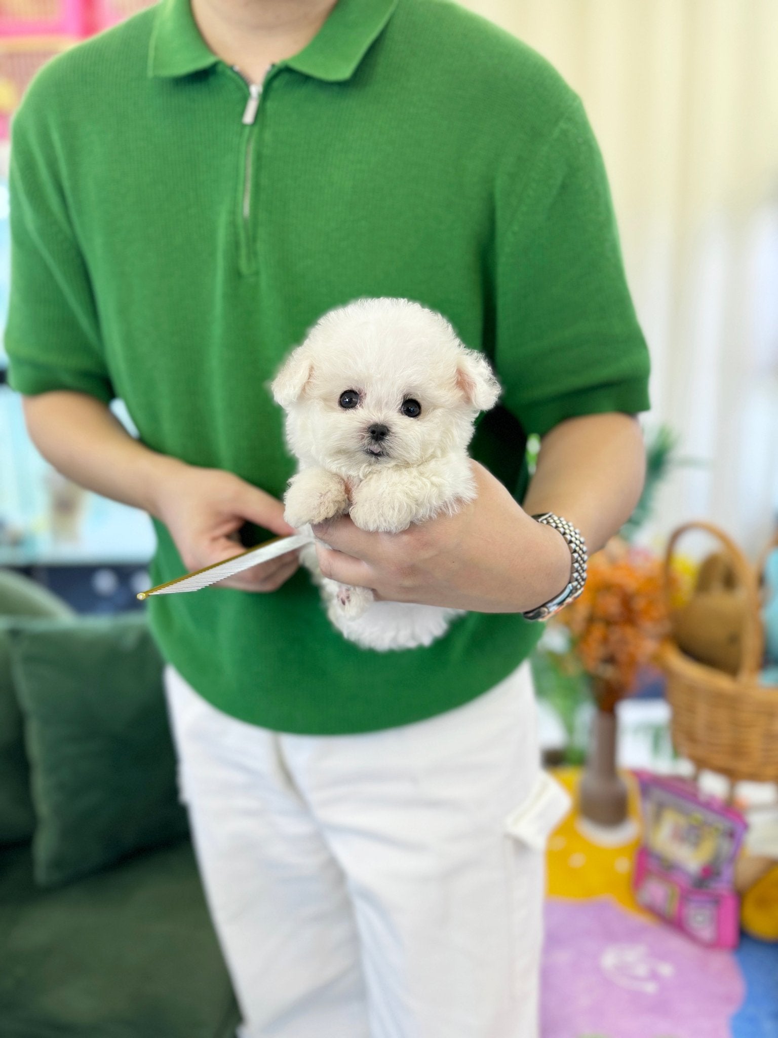 Mini Bichon Frise - Arong(Female) - Beautiful puppy teacup puppy with adorable features available for adoption from Velydog