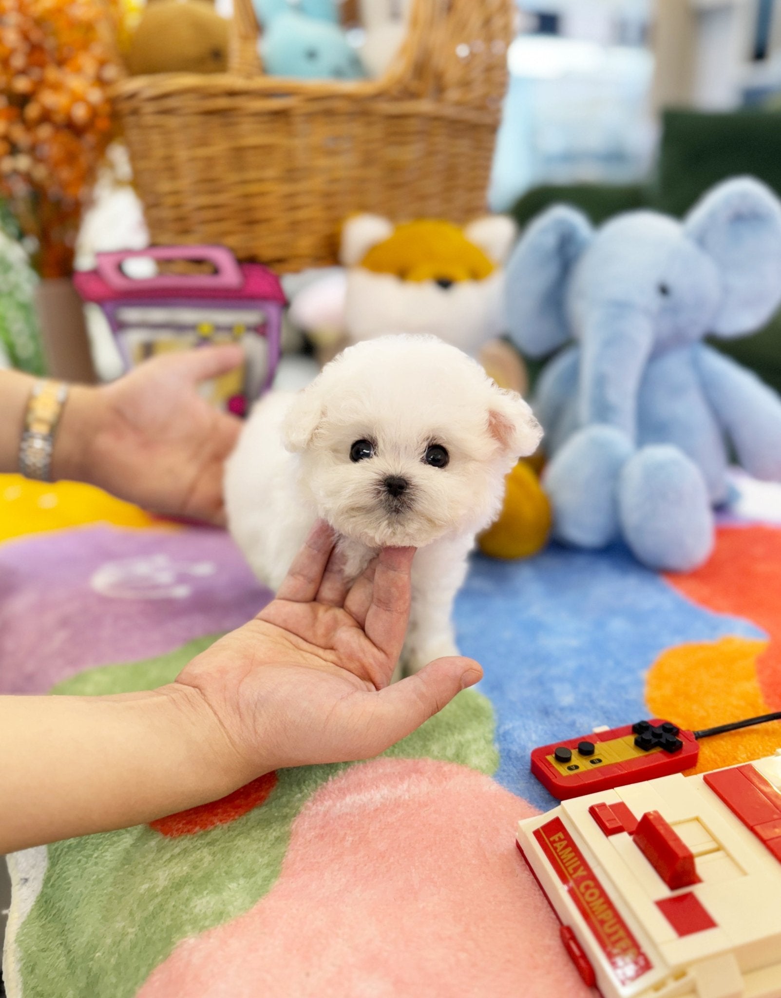 Mini Bichon Frise - Arong(Female) - Beautiful puppy teacup puppy with adorable features available for adoption from Velydog