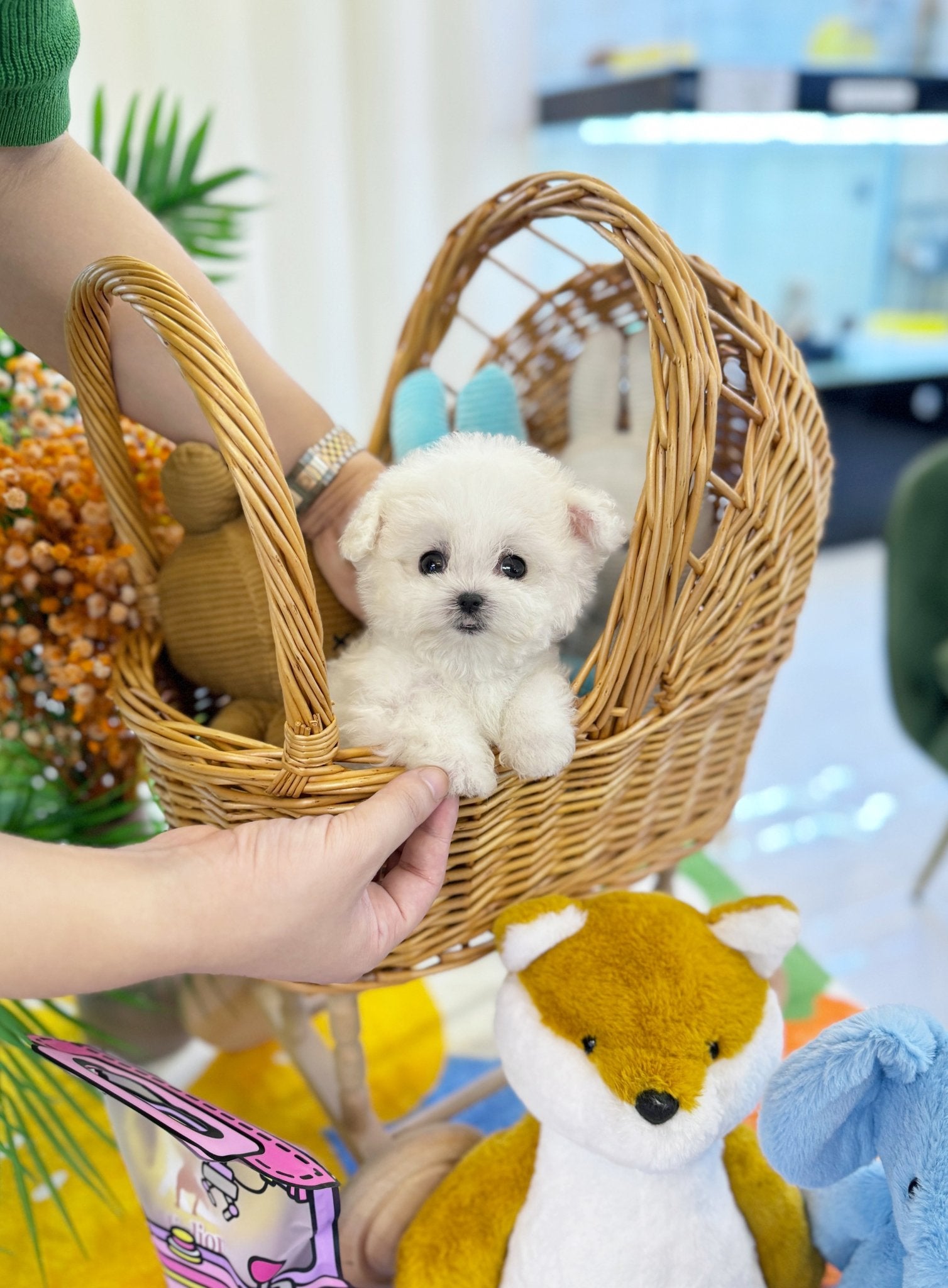 Mini Bichon Frise - Arong(Female) - Beautiful puppy teacup puppy with adorable features available for adoption from Velydog