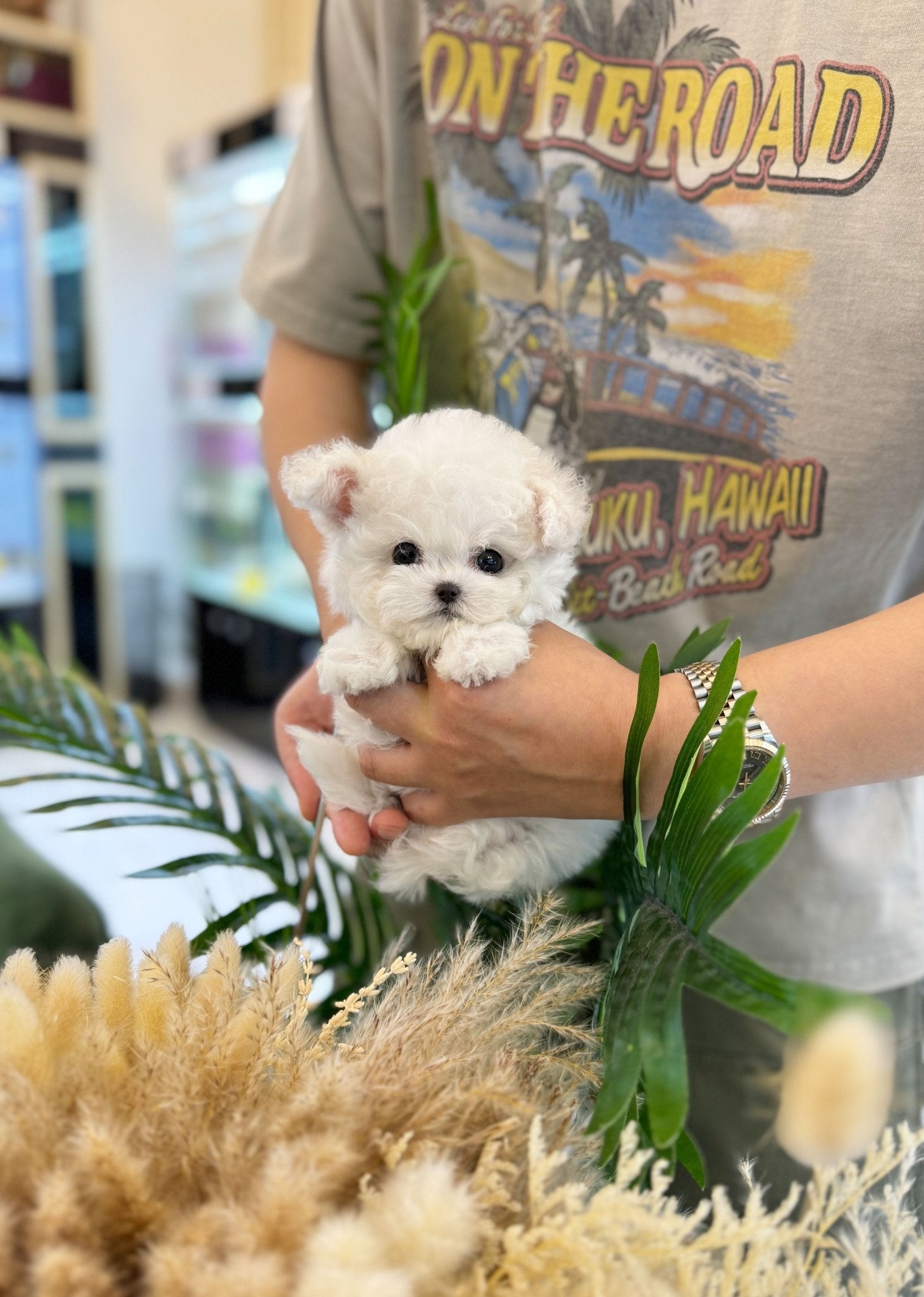 Mini Bichon Frise - Button(Male) - Beautiful puppy teacup puppy with adorable features available for adoption from Velydog