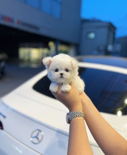 Mini Bichon Frise - Button(Male) - Beautiful puppy teacup puppy with adorable features available for adoption from Velydog