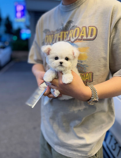 Mini Bichon Frise - Button(Male) - Beautiful puppy teacup puppy with adorable features available for adoption from Velydog