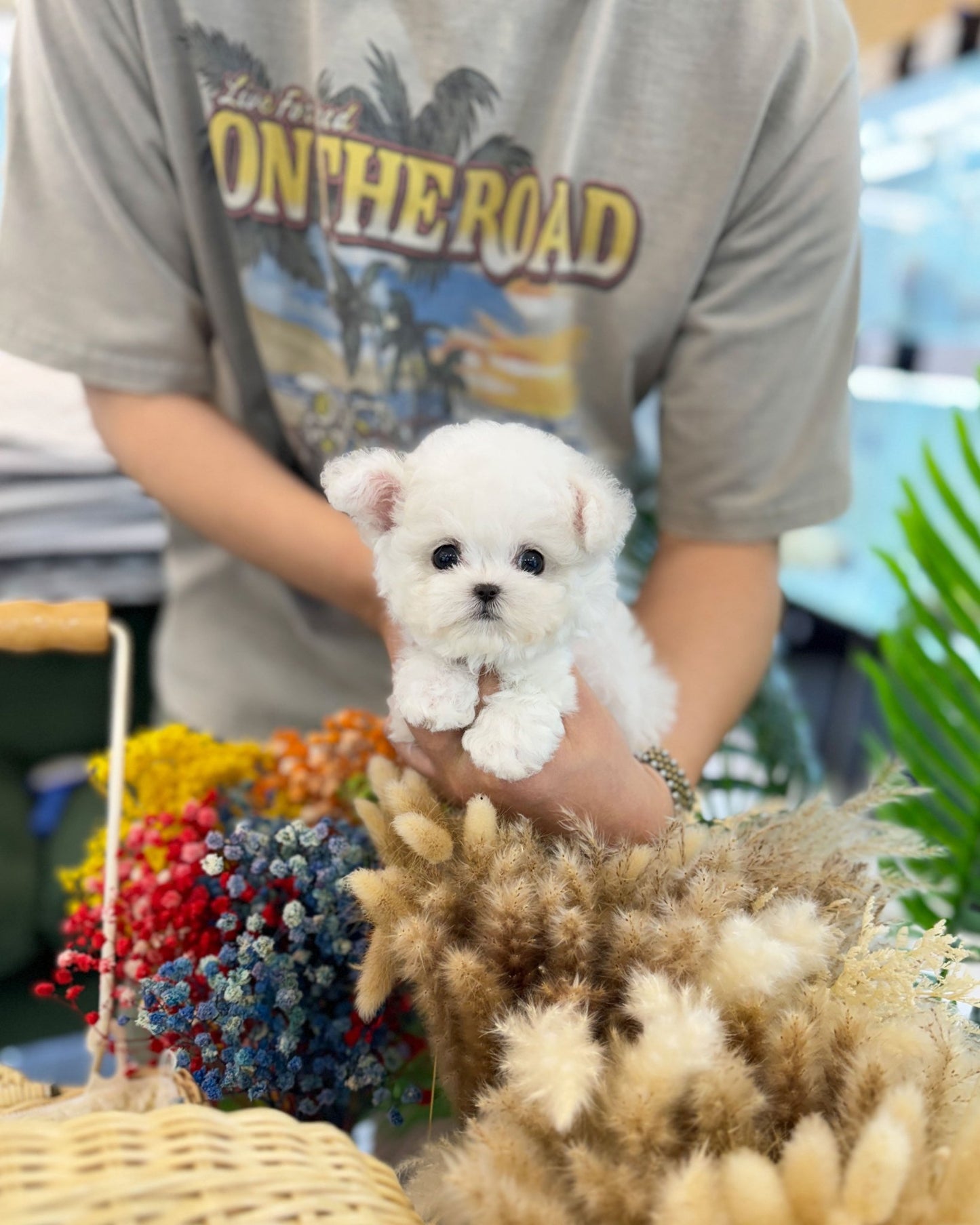 Mini Bichon Frise - Button(Male) - Beautiful puppy teacup puppy with adorable features available for adoption from Velydog