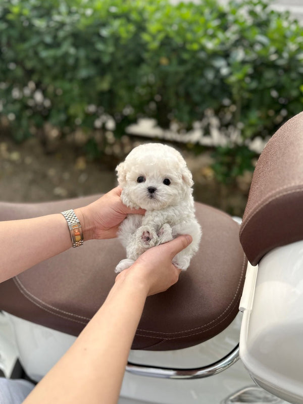 Mini Bichon Frise - Chen(Male) - Beautiful puppy teacup puppy with adorable features available for adoption from Velydog