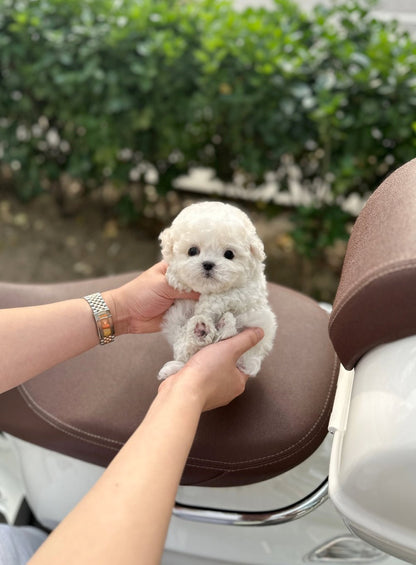 Mini Bichon Frise - Chen(Male) - Beautiful puppy teacup puppy with adorable features available for adoption from Velydog