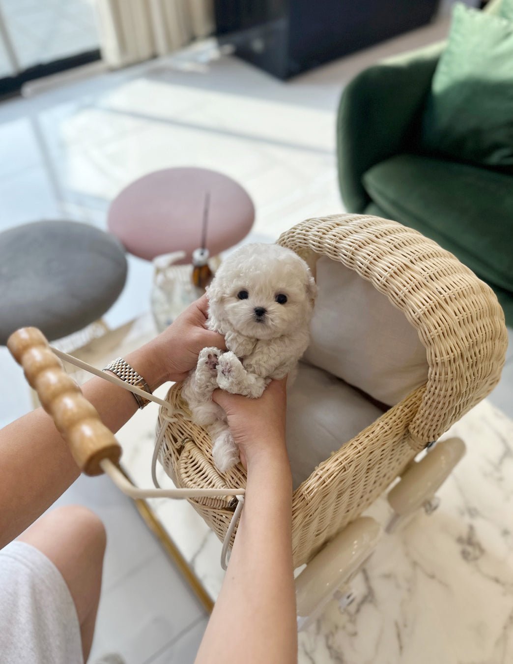 Mini Bichon Frise - Chen(Male) - Beautiful puppy teacup puppy with adorable features available for adoption from Velydog