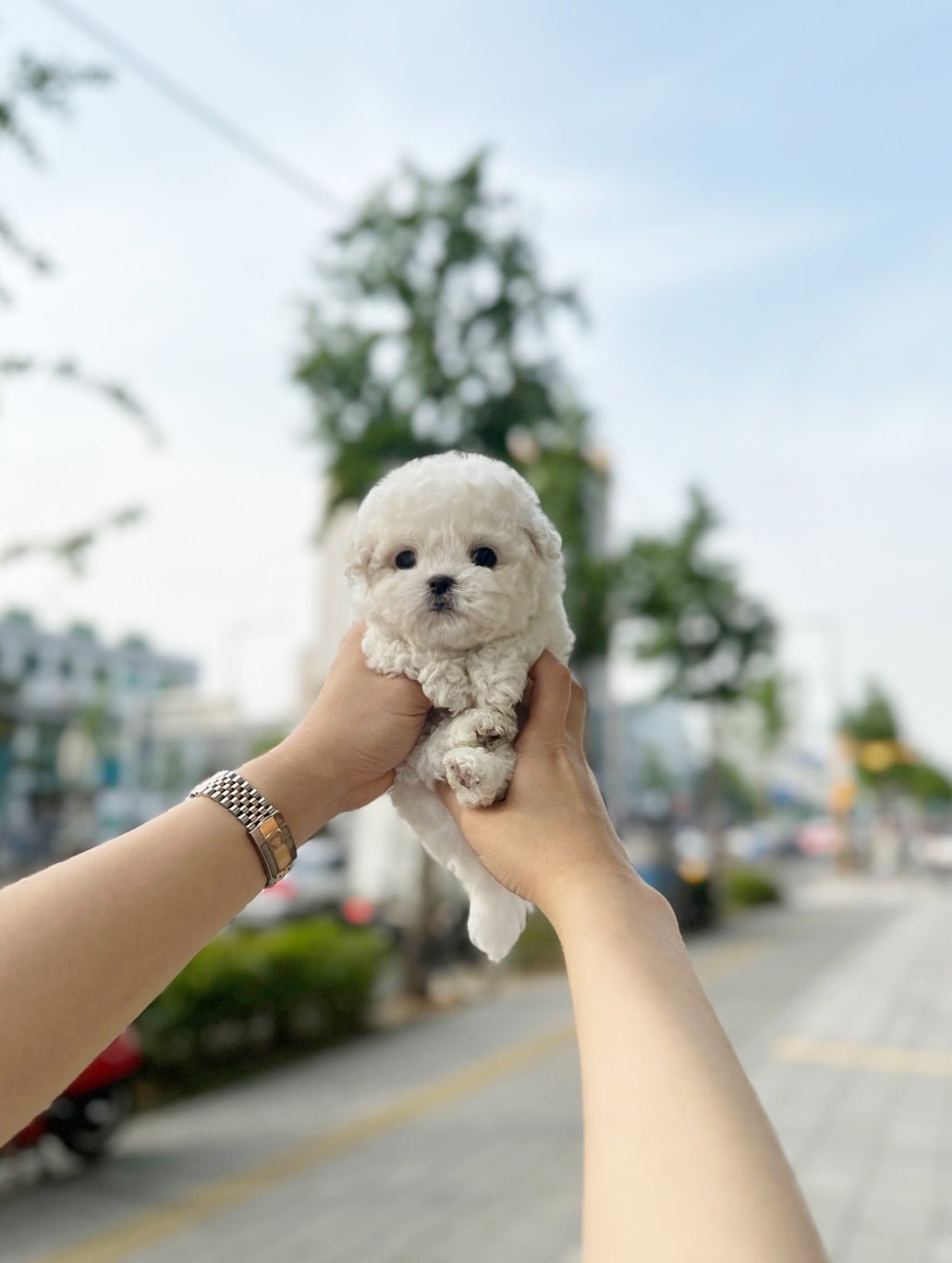 Mini Bichon Frise - Chen(Male) - Beautiful puppy teacup puppy with adorable features available for adoption from Velydog