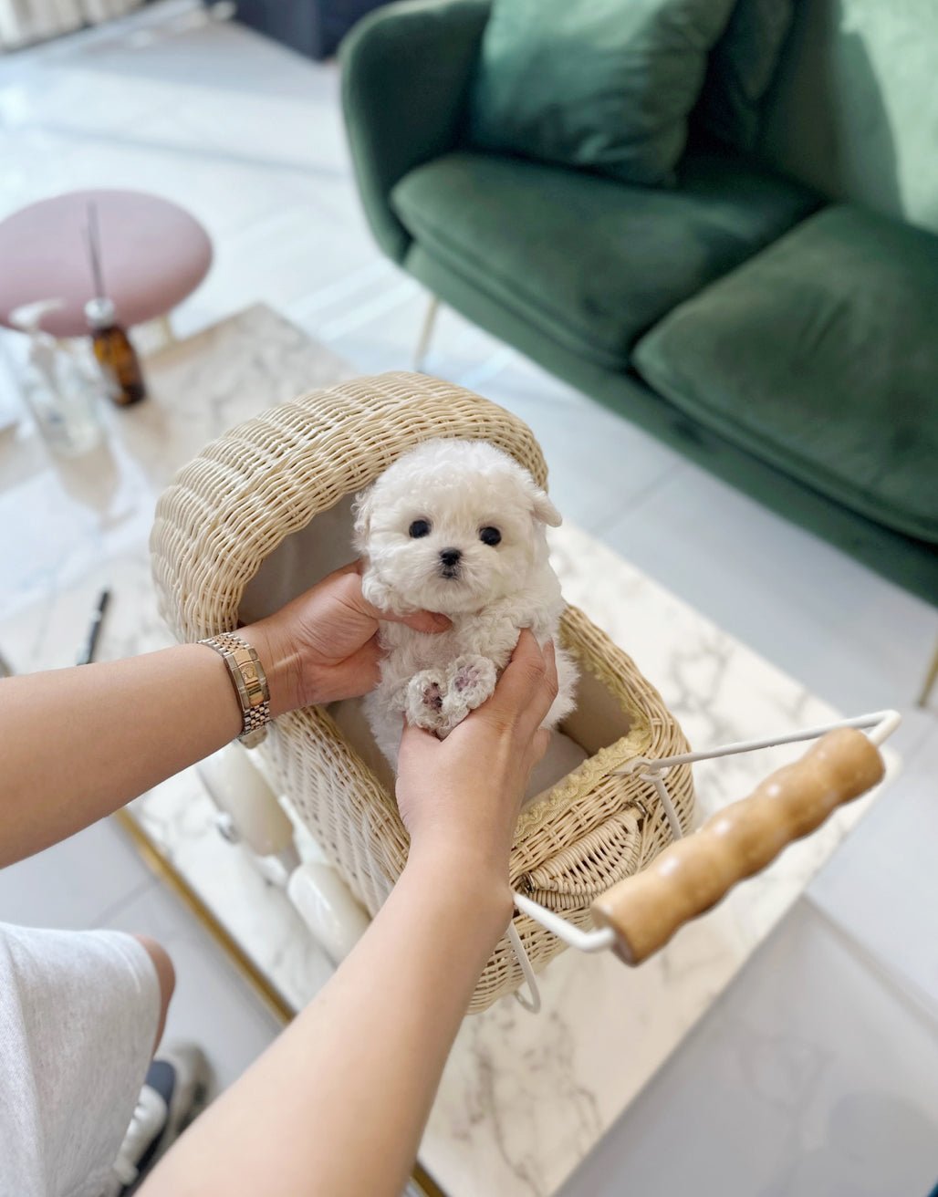 Mini Bichon Frise - Chen(Male) - Beautiful puppy teacup puppy with adorable features available for adoption from Velydog