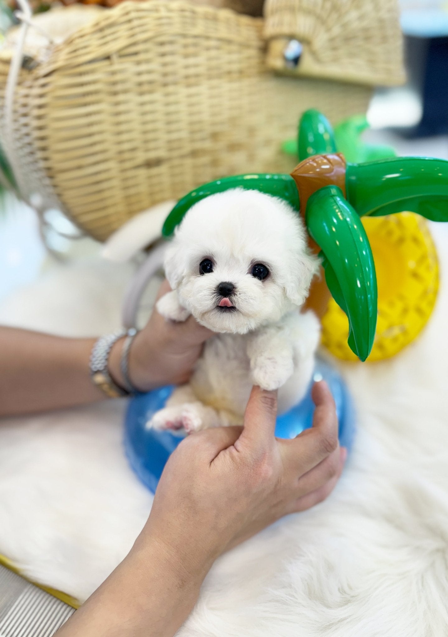 Mini Bichon Frise - Dolby(Male) - Beautiful puppy teacup puppy with adorable features available for adoption from Velydog