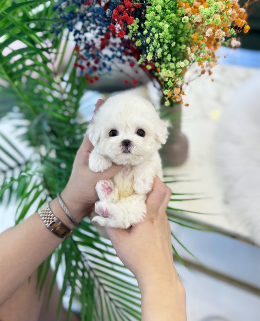 Mini Bichon Frise - Dolby(Male) - Beautiful puppy teacup puppy with adorable features available for adoption from Velydog