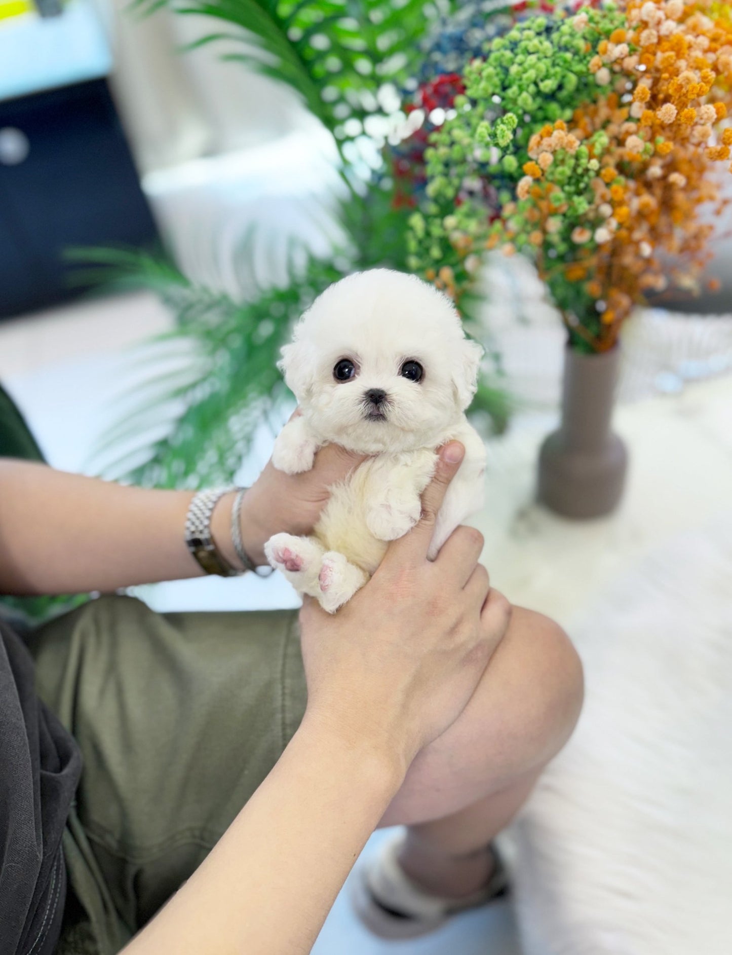 Mini Bichon Frise - Dolby(Male) - Beautiful puppy teacup puppy with adorable features available for adoption from Velydog