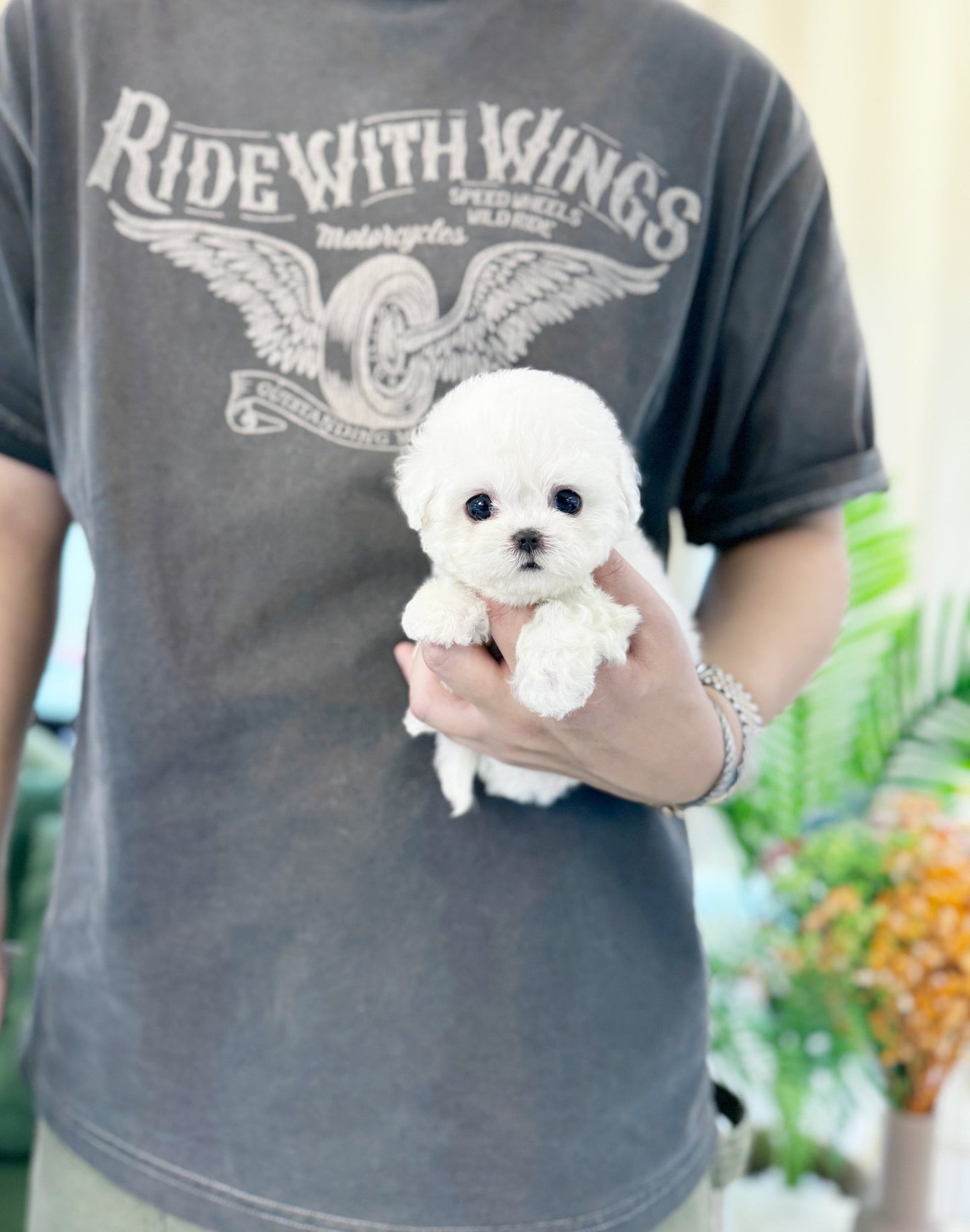 Mini Bichon Frise - Dolby(Male) - Beautiful puppy teacup puppy with adorable features available for adoption from Velydog