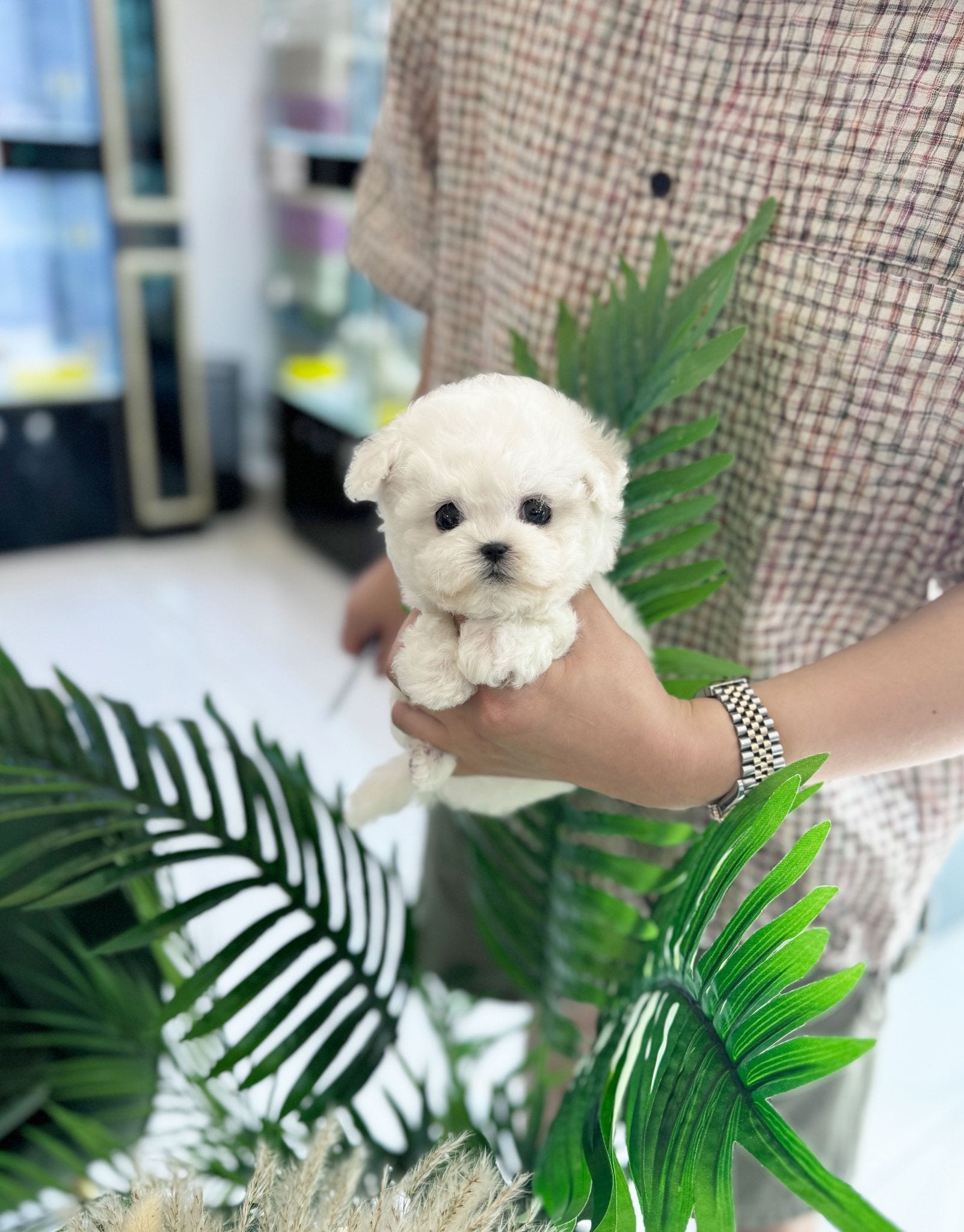 Mini Bichon Frise - Dottie(Male) - Beautiful puppy teacup puppy with adorable features available for adoption from Velydog