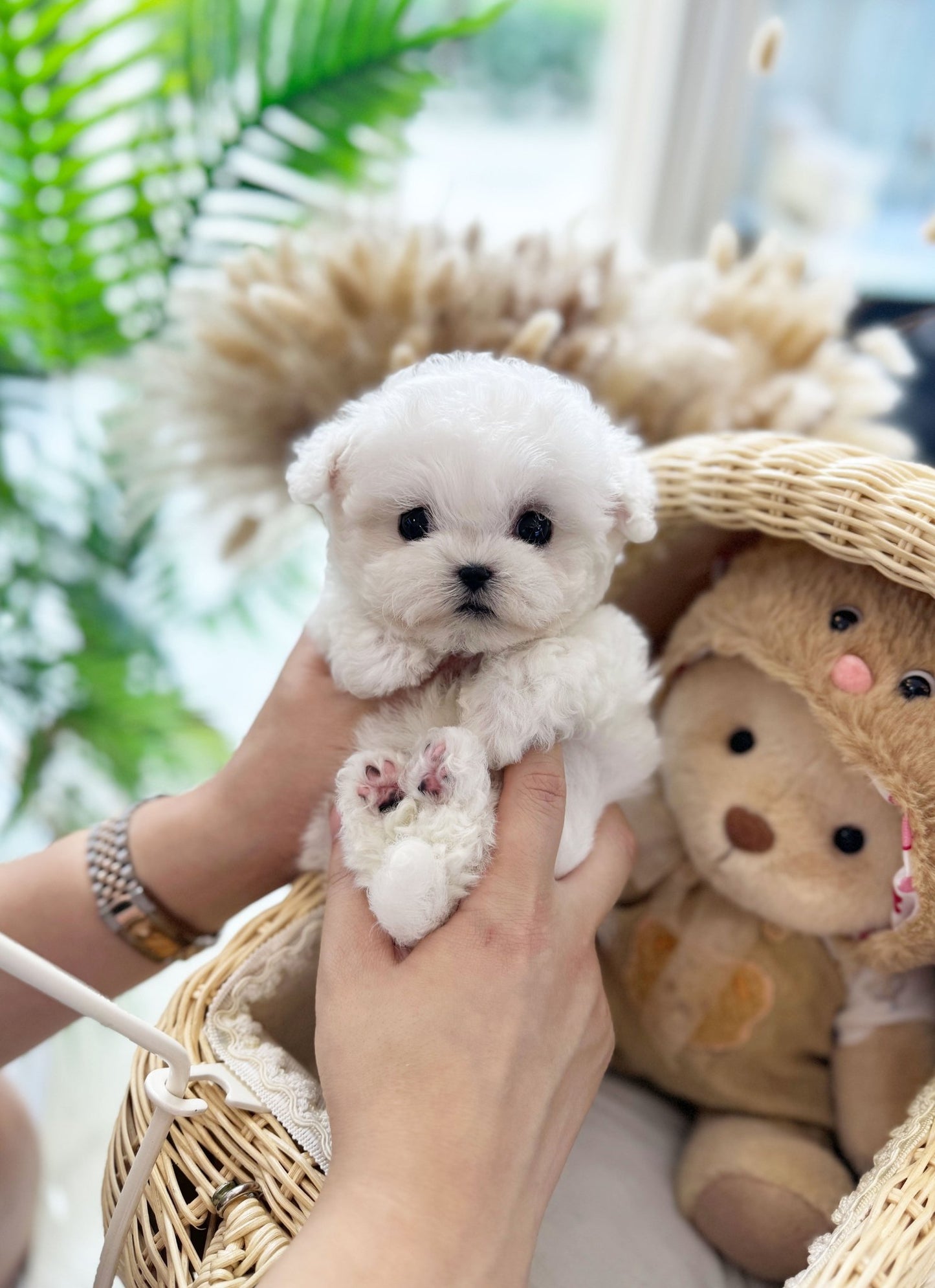 Mini Bichon Frise - Dottie(Male) - Beautiful puppy teacup puppy with adorable features available for adoption from Velydog