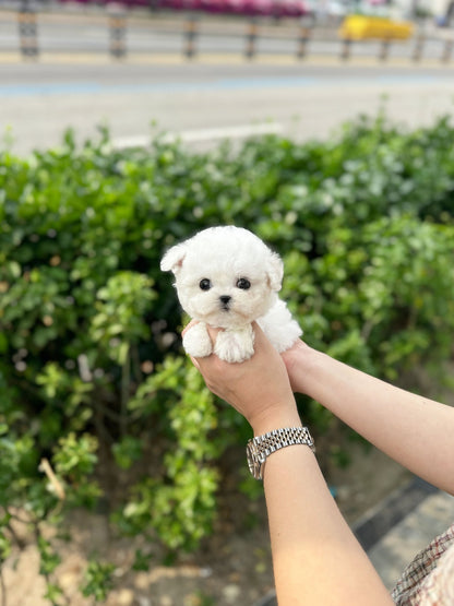 Mini Bichon Frise - Dottie(Male) - Beautiful puppy teacup puppy with adorable features available for adoption from Velydog