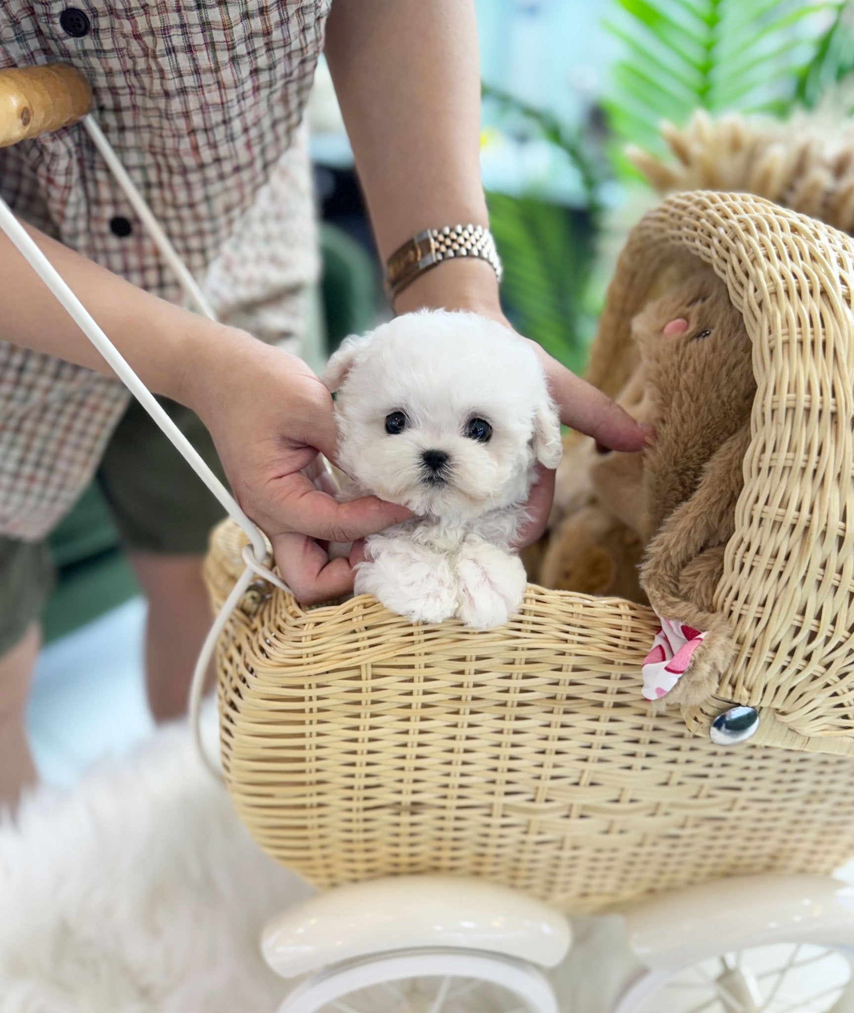 Mini Bichon Frise - Dottie(Male) - Beautiful puppy teacup puppy with adorable features available for adoption from Velydog