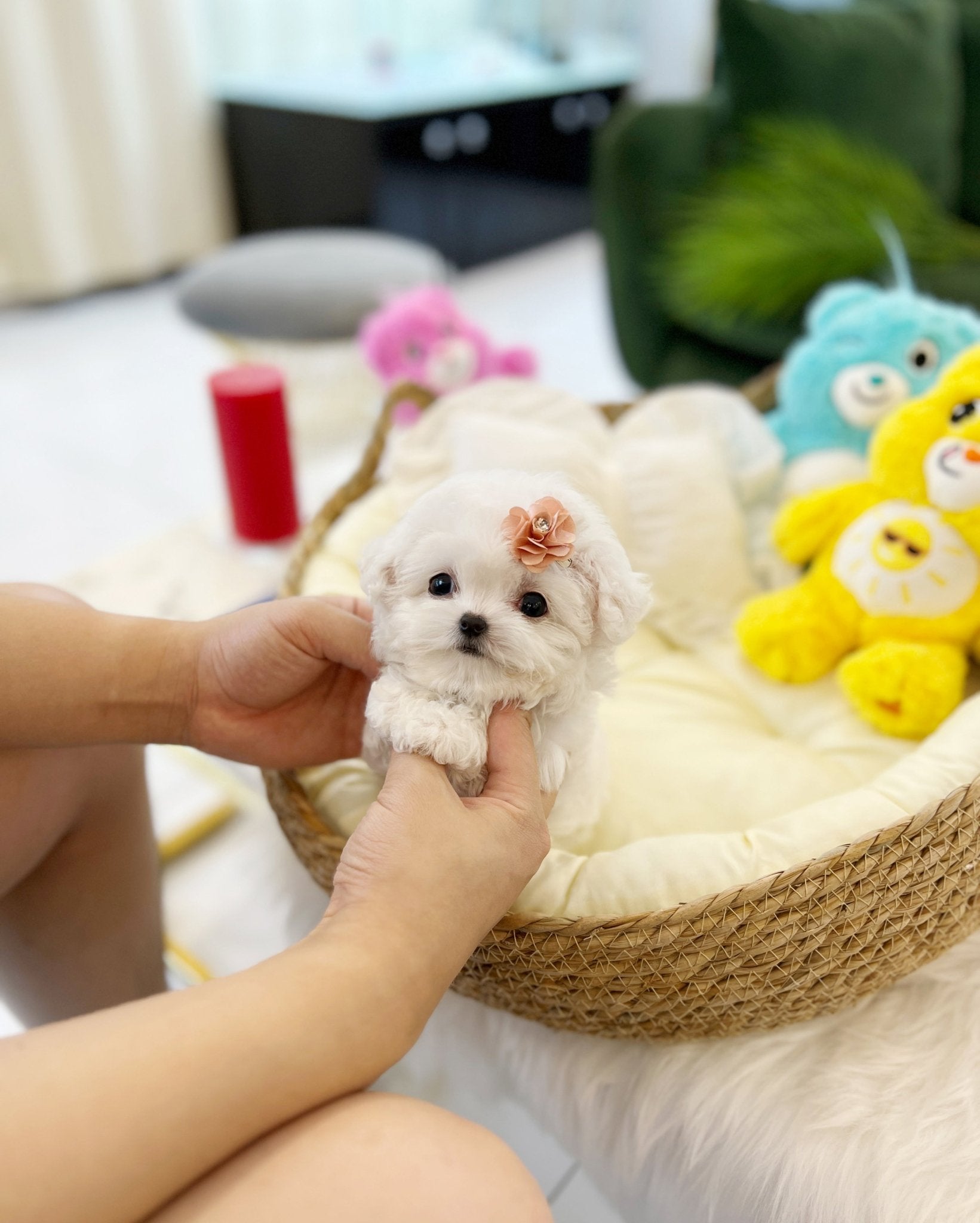 Mini Bichon Frise - Elena(Female) - Beautiful puppy teacup puppy with adorable features available for adoption from Velydog