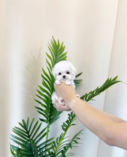 Mini Bichon Frise - Elena(Female) - Beautiful puppy teacup puppy with adorable features available for adoption from Velydog