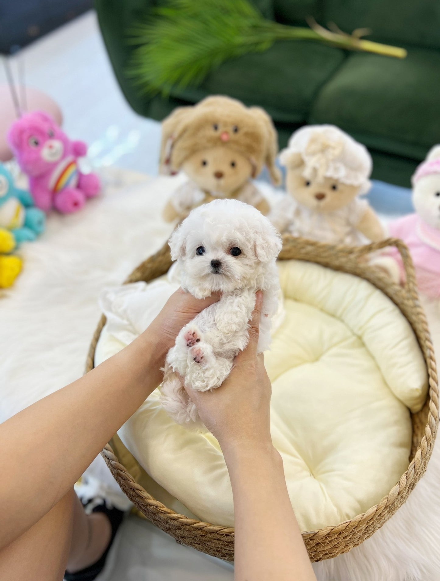 Mini Bichon Frise - Elena(Female) - Beautiful puppy teacup puppy with adorable features available for adoption from Velydog