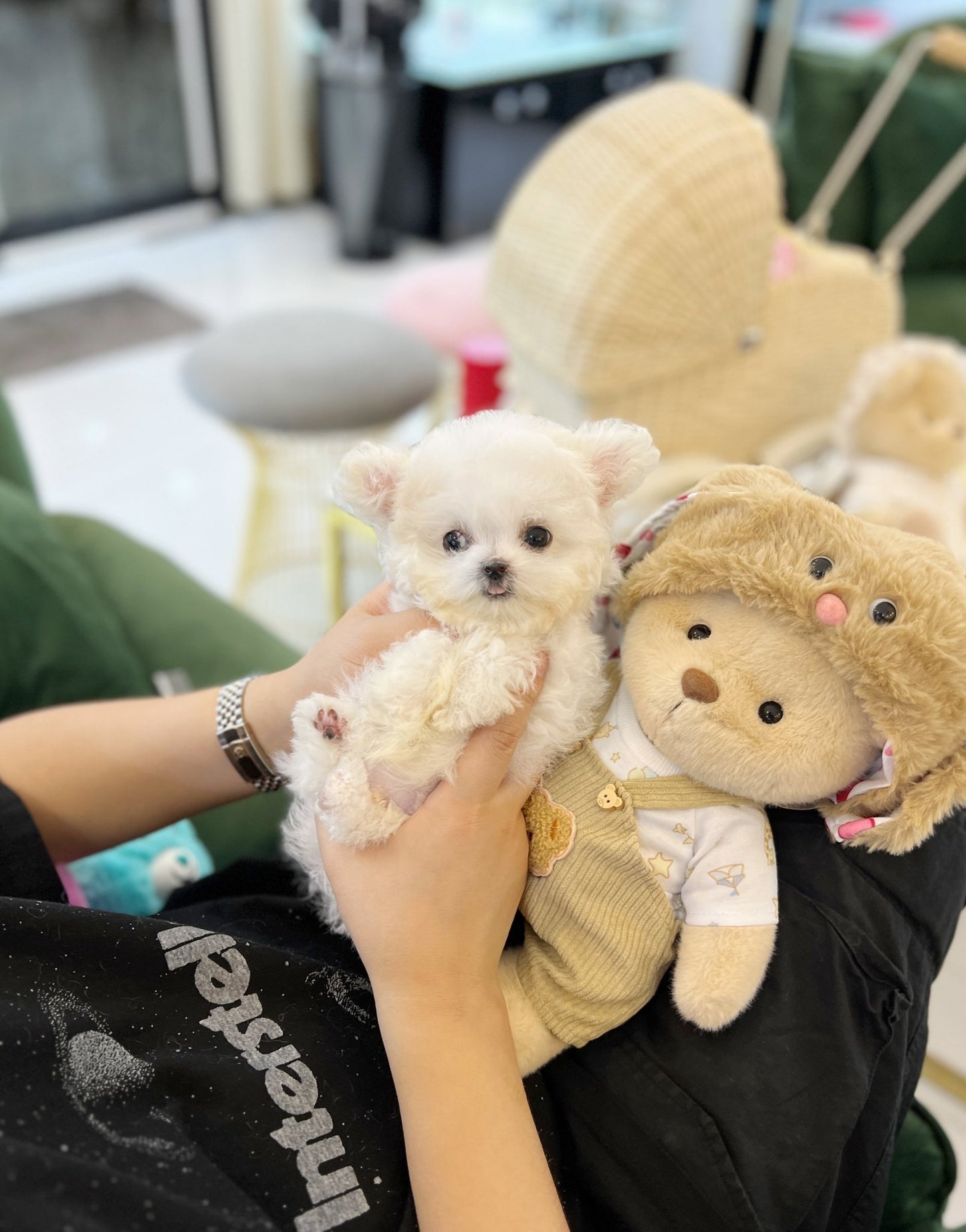 Mini Bichon Frise - Holly(Male) - Beautiful puppy teacup puppy with adorable features available for adoption from Velydog