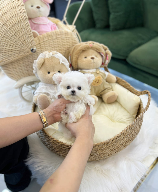 Mini Bichon Frise - Holly(Male) - Beautiful puppy teacup puppy with adorable features available for adoption from Velydog