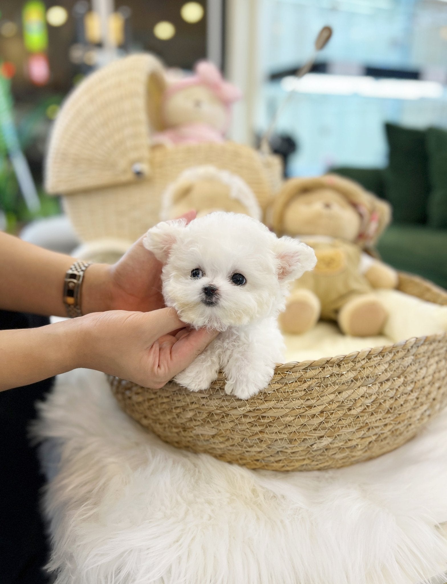 Mini Bichon Frise - Holly(Male) - Beautiful puppy teacup puppy with adorable features available for adoption from Velydog