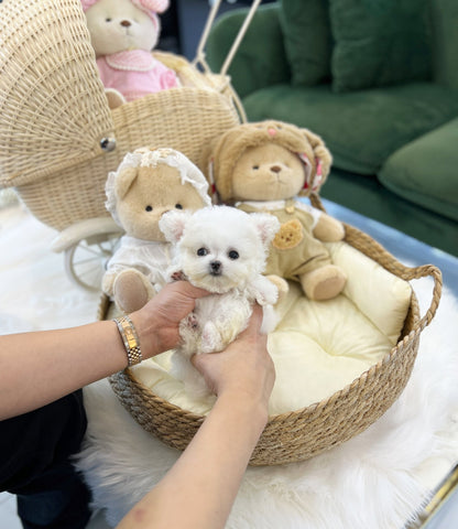 Mini Bichon Frise - Holly(Male) - Beautiful puppy teacup puppy with adorable features available for adoption from Velydog