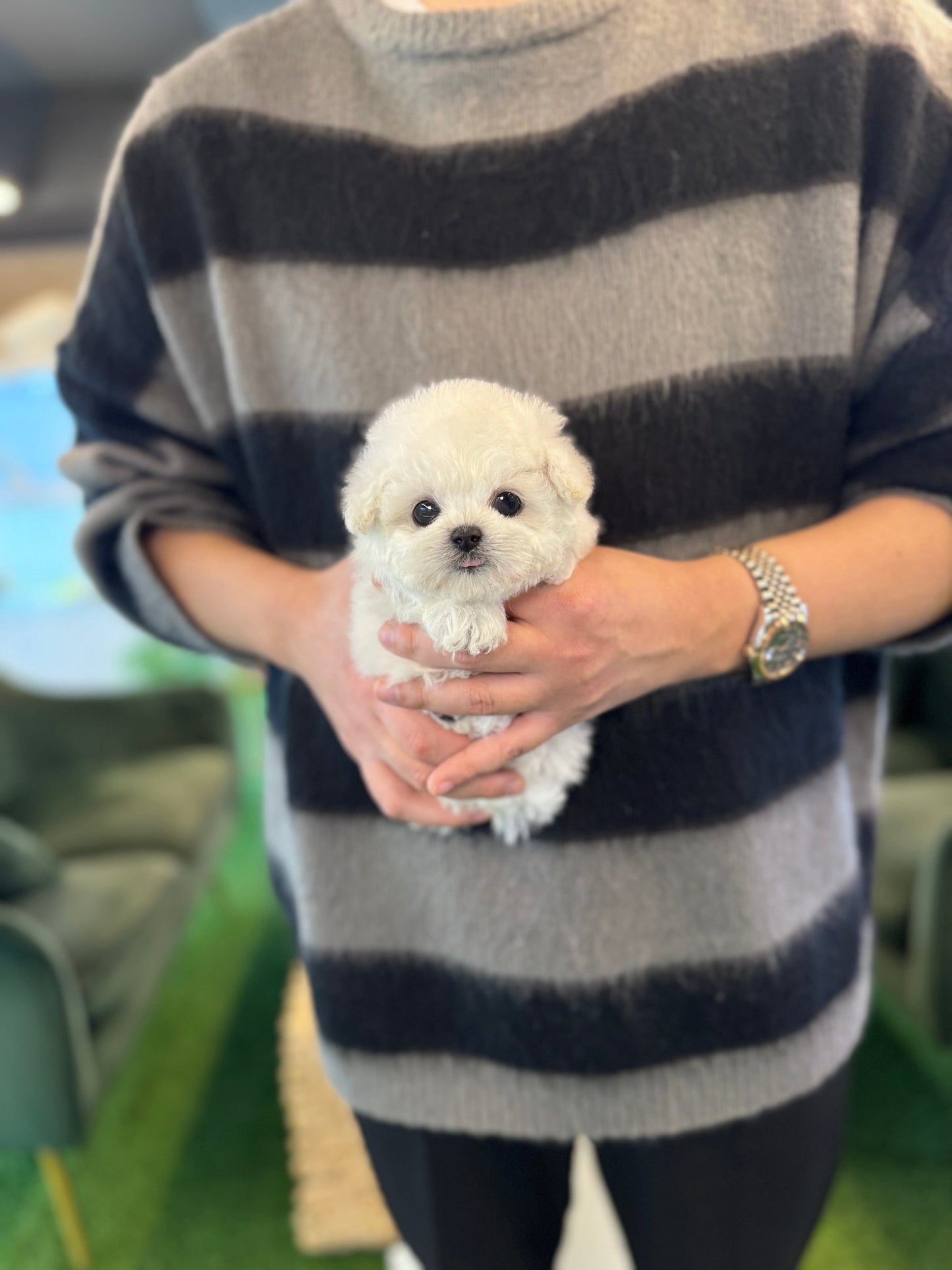 Mini Bichon Frise - Hussey(Female) - Beautiful puppy teacup puppy with adorable features available for adoption from Velydog