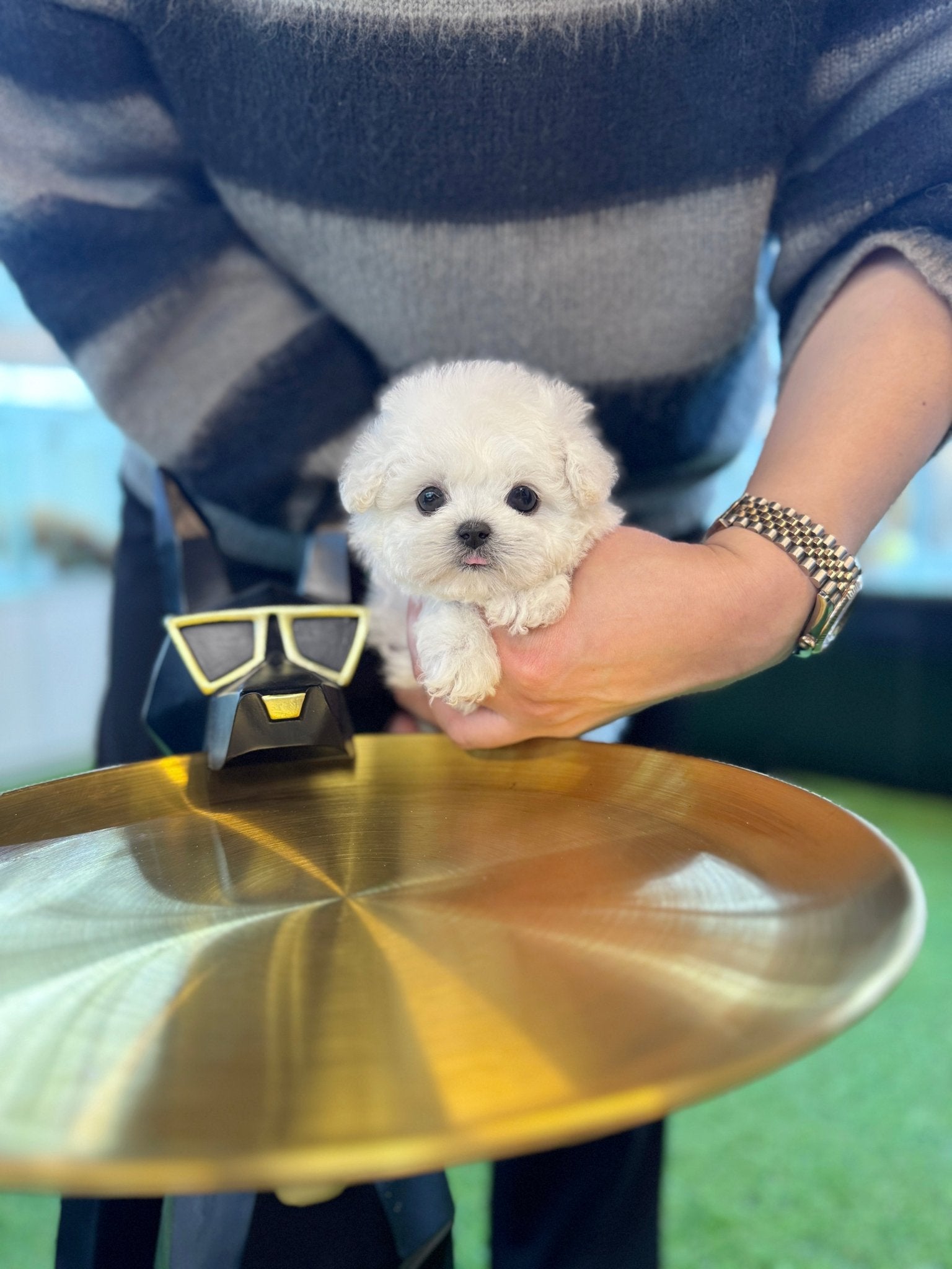 Mini Bichon Frise - Hussey(Female) - Beautiful puppy teacup puppy with adorable features available for adoption from Velydog