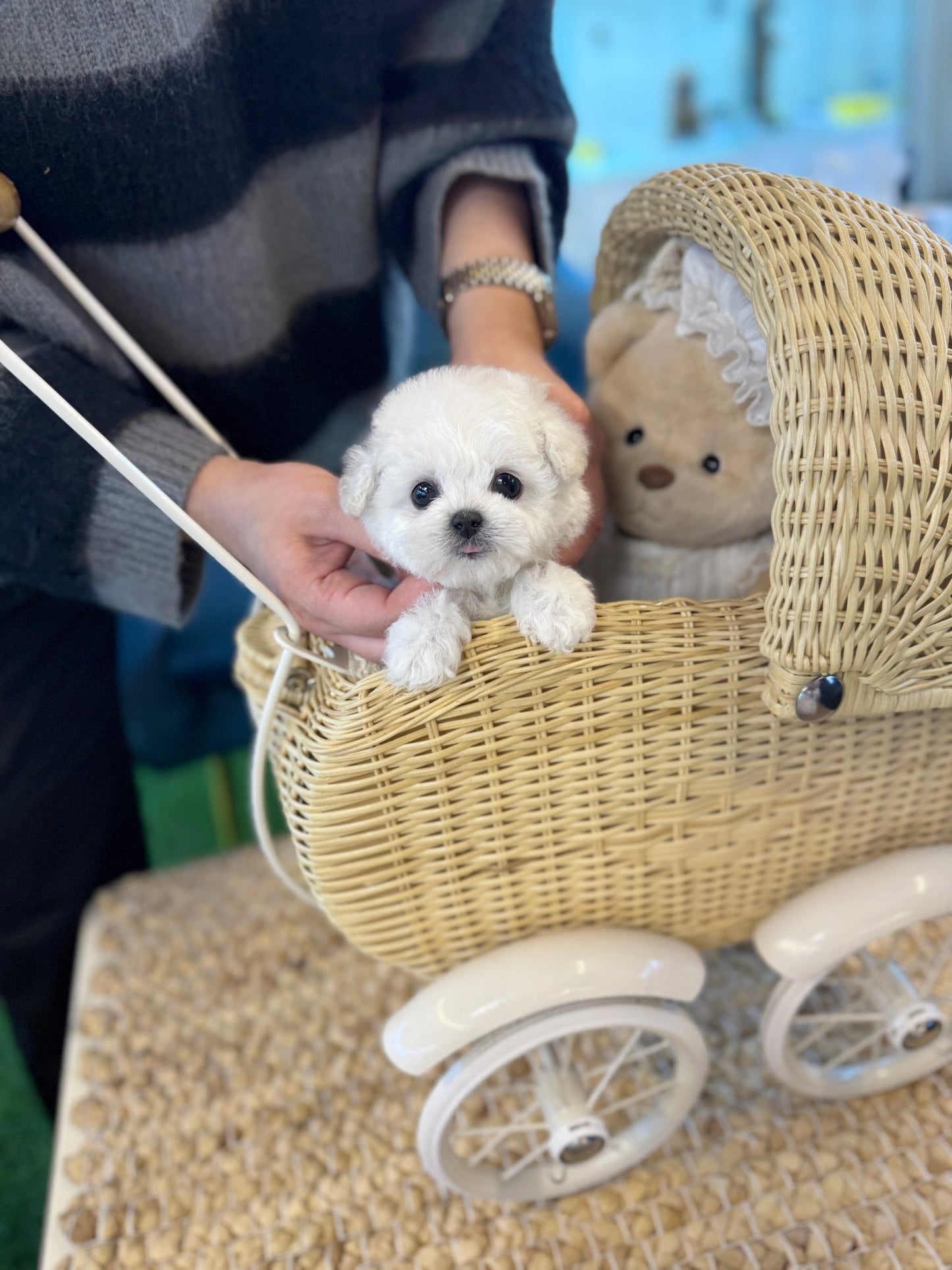 Mini Bichon Frise - Hussey(Female) - Beautiful puppy teacup puppy with adorable features available for adoption from Velydog