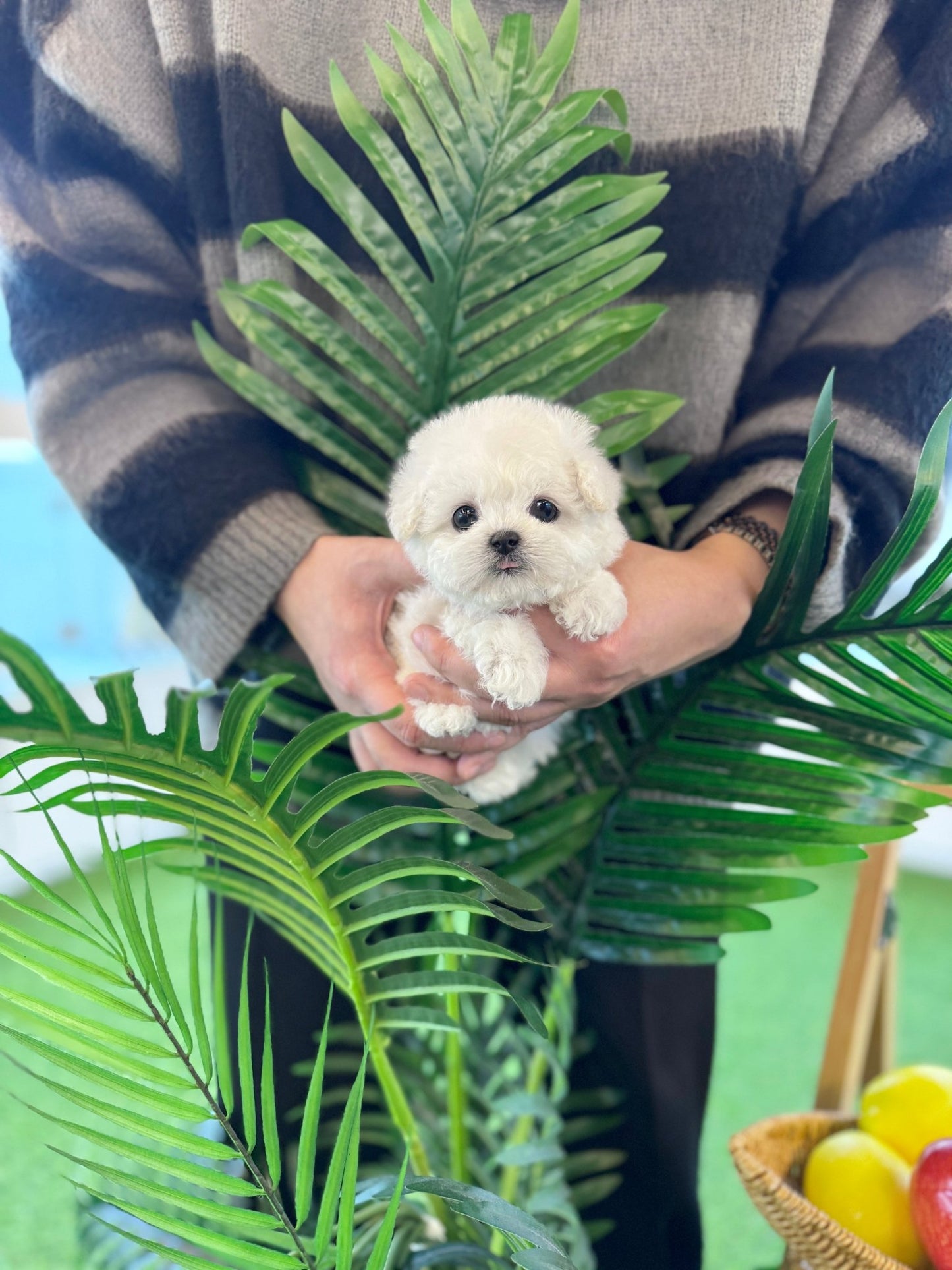 Mini Bichon Frise - Hussey(Female) - Beautiful puppy teacup puppy with adorable features available for adoption from Velydog