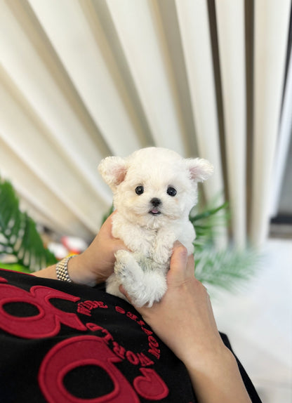 Mini Bichon Frise - Jam(Male) - Beautiful puppy teacup puppy with adorable features available for adoption from Velydog