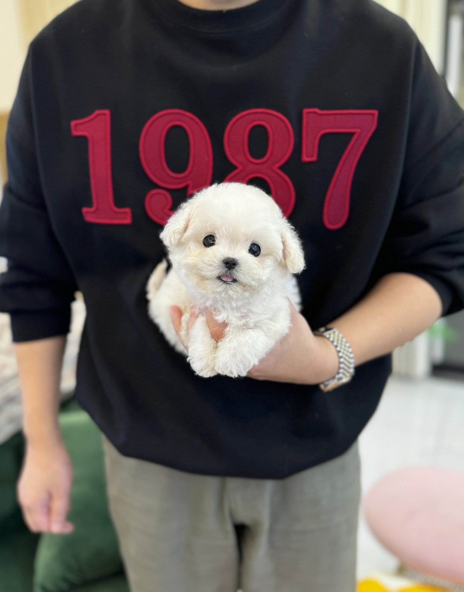 Mini Bichon Frise - Jam(Male) - Beautiful puppy teacup puppy with adorable features available for adoption from Velydog