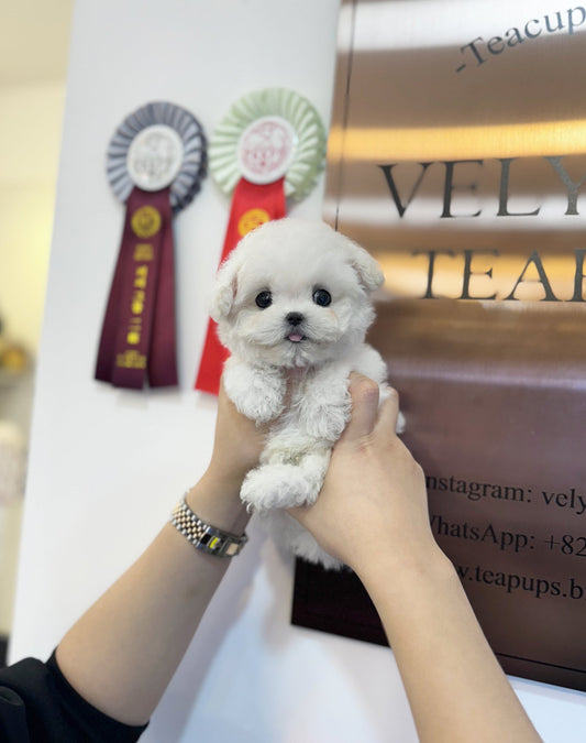 Mini Bichon Frise - Jam(Male) - Beautiful puppy teacup puppy with adorable features available for adoption from Velydog