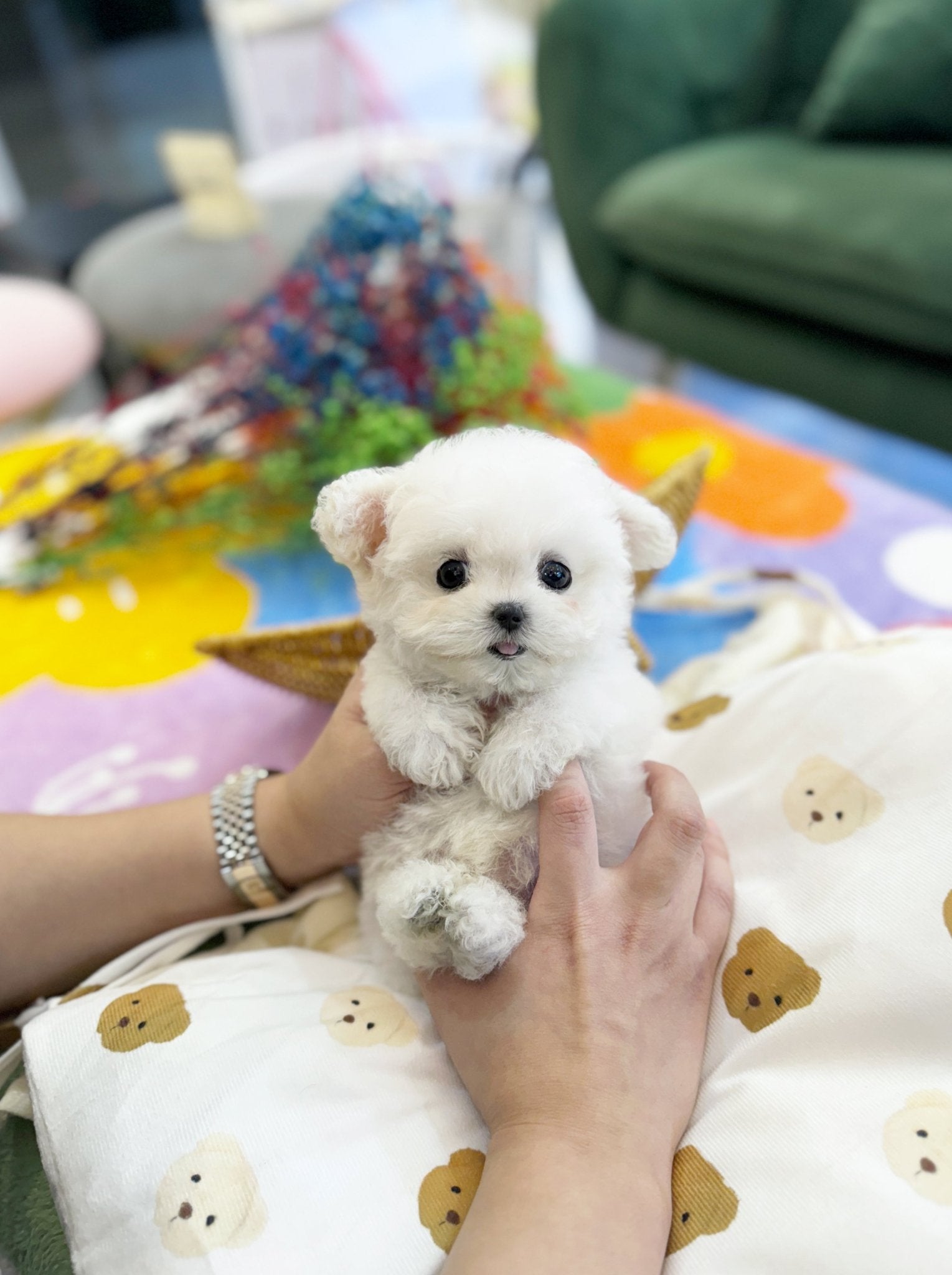 Mini Bichon Frise - Jam(Male) - Beautiful puppy teacup puppy with adorable features available for adoption from Velydog