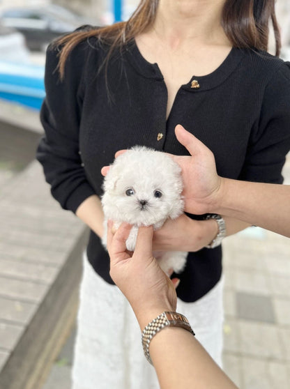 Mini Bichon Frise - Joy(Male) - Beautiful puppy teacup puppy with adorable features available for adoption from Velydog