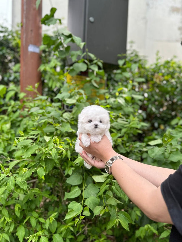 Mini Bichon Frise - Joy(Male) - Beautiful puppy teacup puppy with adorable features available for adoption from Velydog